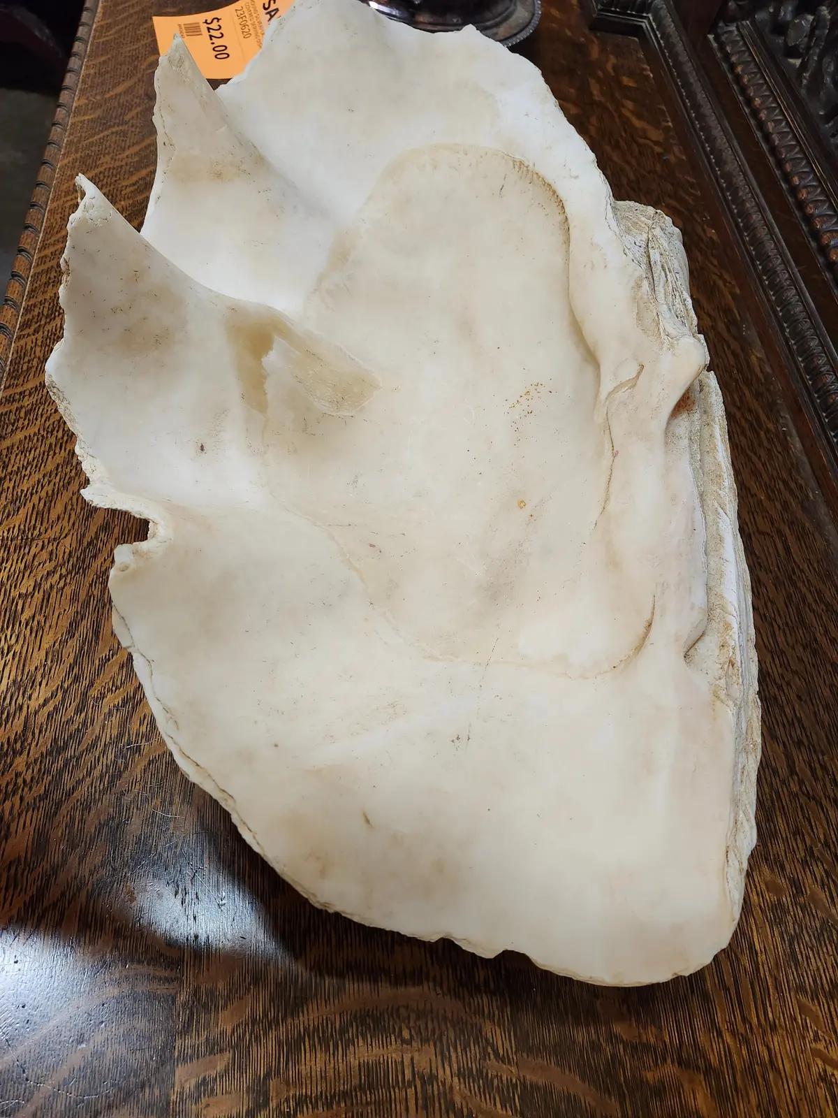 Giant Clam Shell Half 1