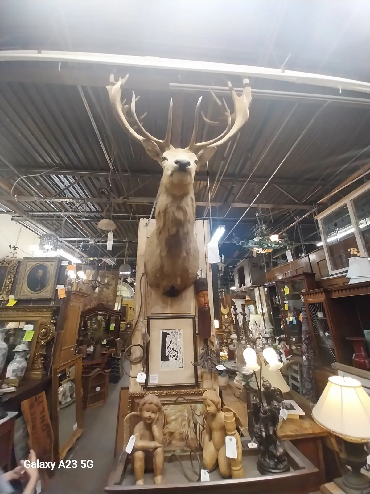 Large Elk Mount 1