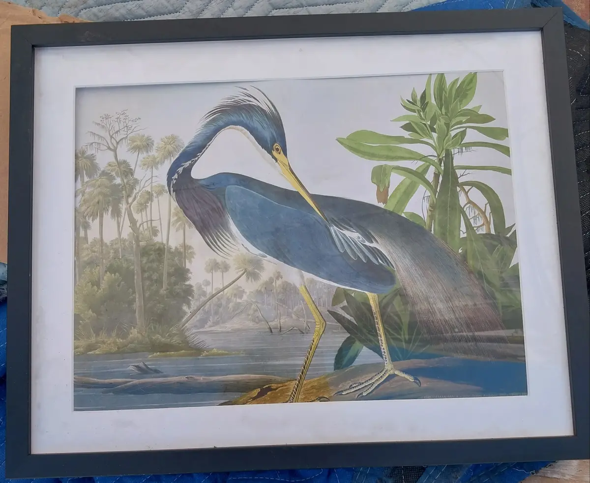 Colorful Adubon Crane Print 1
