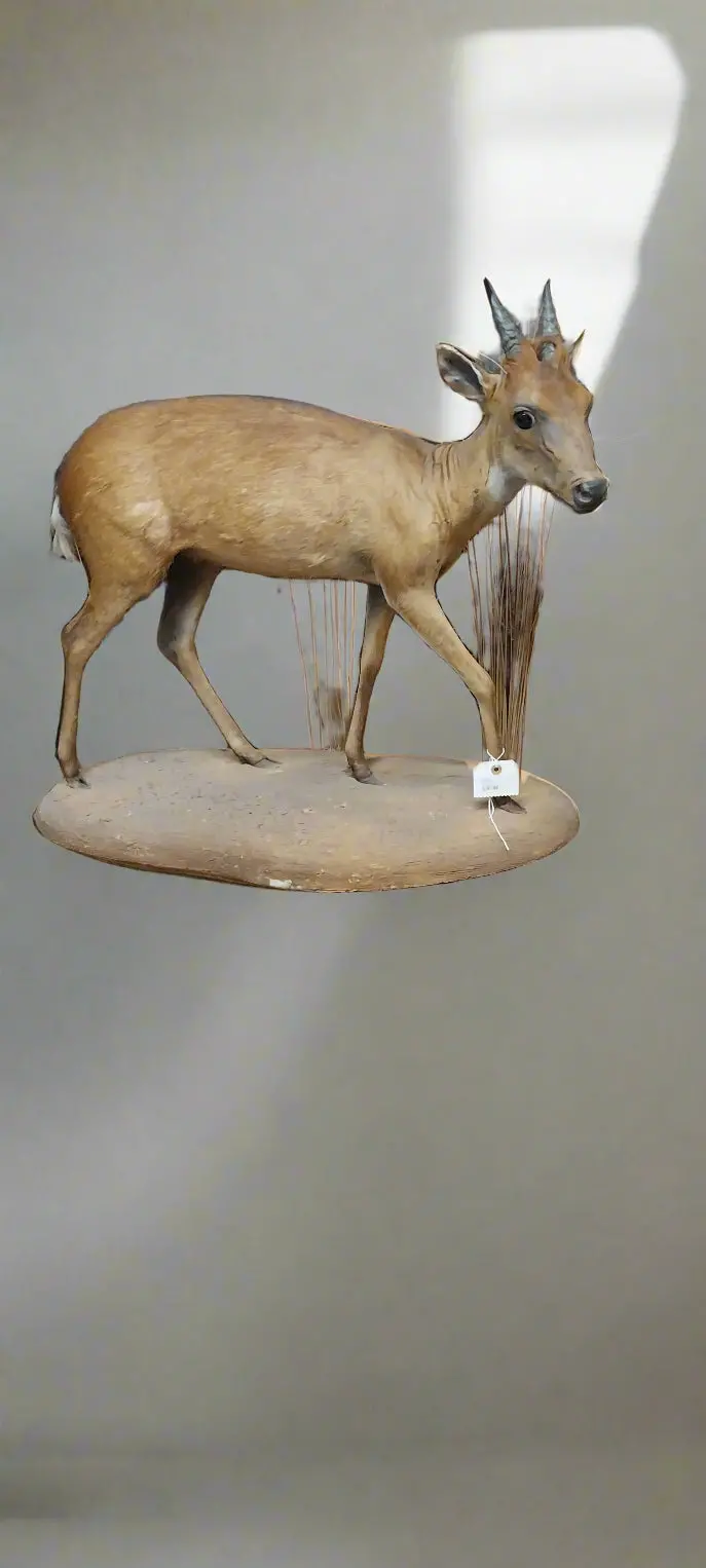 Full Mount Blue Dukier 1